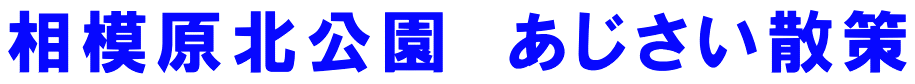 相模原北公園　あじさい散策