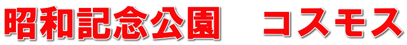 昭和記念公園　コスモス