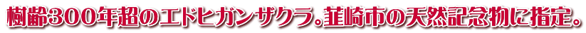 樹齢３００年超のエドヒガンザクラ。韮崎市の天然記念物に指定。